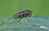 Dichaeta caudata